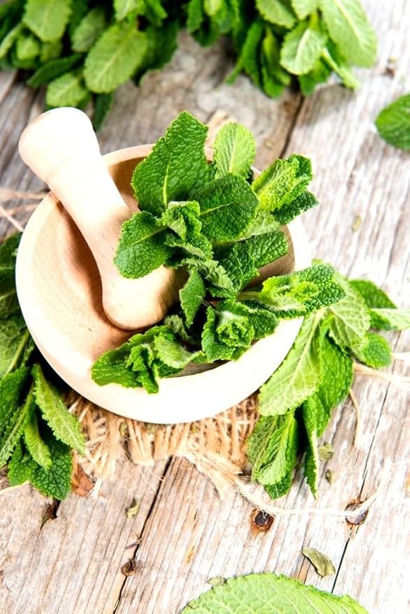 Peppermint Seeds 1000+ Seeds for Planting