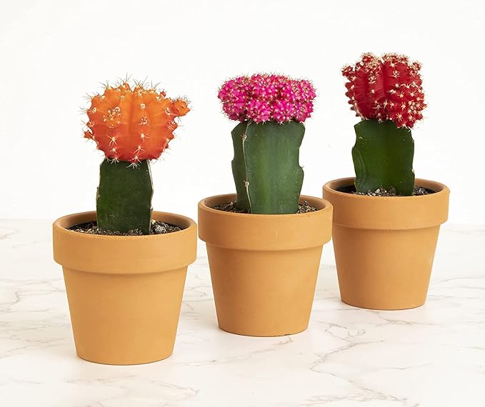 Grafted Cactus Plants Live in Clay Pots for Plants (3 PK), Live Cactus Plant in Cactus Soil Potting Mix, Live Mini Cactus Succulents Plants Live Cacti, Live Succulents in Cactus Pot by Plants for Pets