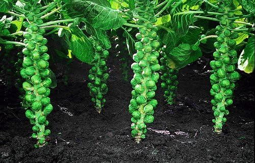 100+ Long Island Improved Brussel Sprouts Seeds Heirloom Non-GMO, Delicious from USA