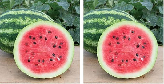 Burpee Crimson Sweet Watermelon Seeds 100 Seeds (Pack of 2)