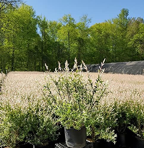 Green Promise Farms - Salix `Hakaro Nishiki' (Dappled Willow)Shrub, #3 -Size Container