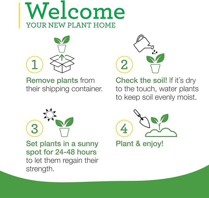 Bonnie Plants Lemon Balm Live Herb Plants - 4 Pack, Perennial In Zones 5 to 9, For Lemon Flavor In A Variety Of Dishes & Teas