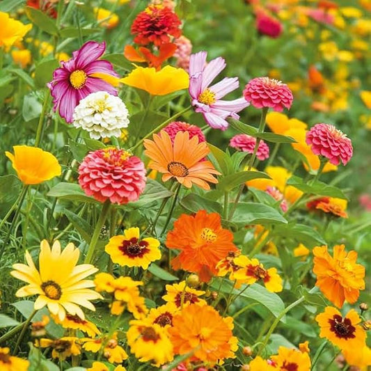 Eden Brothers Orange Sherbet Flower Mixed Seeds for Planting, 5 lb, 2,400,000+ Seeds with Cosmos Picotee, Bright Lights | Attracts Pollinators, Plant in Spring or Fall, Zones 3, 4, 5, 6, 7, 8, 9, 10