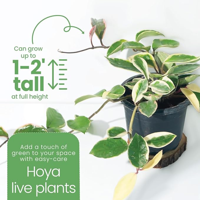 American Plant Exchange Live Assorted Hoya Plants, Plant Pots with Colorful Flowers for Home and Garden Decor, 6" Pot, Pack of 2