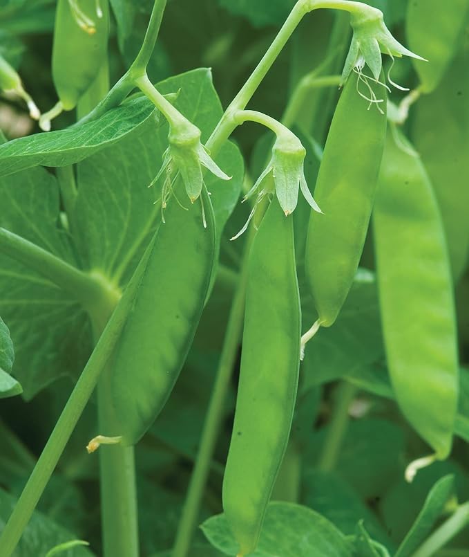 Burpee Sugar Snap Pea Seeds 300 seeds