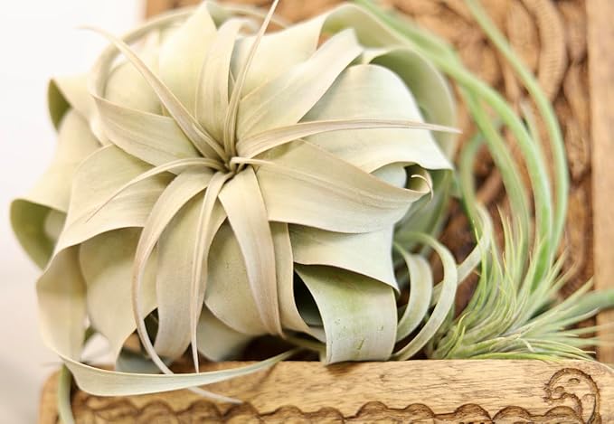 Tillandsia Xerographica Air Plant Set (3 Pack), Tillandsia Air Plants Live Large Indoor Plants Live Houseplants, Exotic Plants for Succulent Terrarium, Succulents Plants Live Plants by Plants for Pets