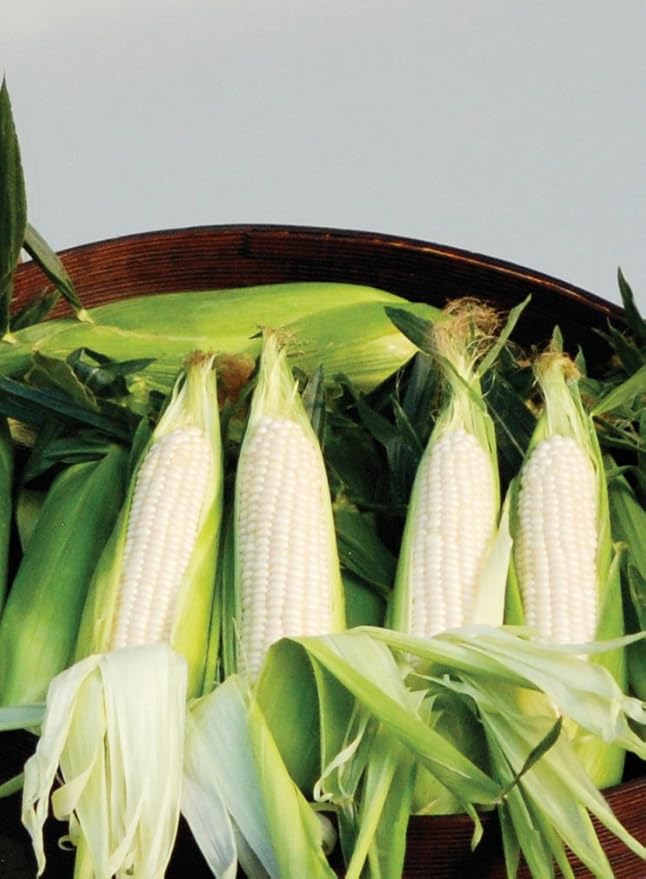 Burpee Amaize Hybrid (Sh2) Sweet Corn Seeds 150 seeds