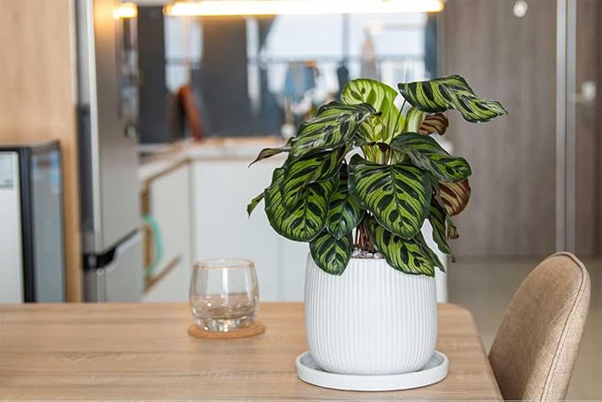American Plant Exchange Calathea Makoyana, Live Prayer Plant, Small 4" Pot, Air-Purifying, Easy to Care Indoor Houseplant, Tropical Home Décor