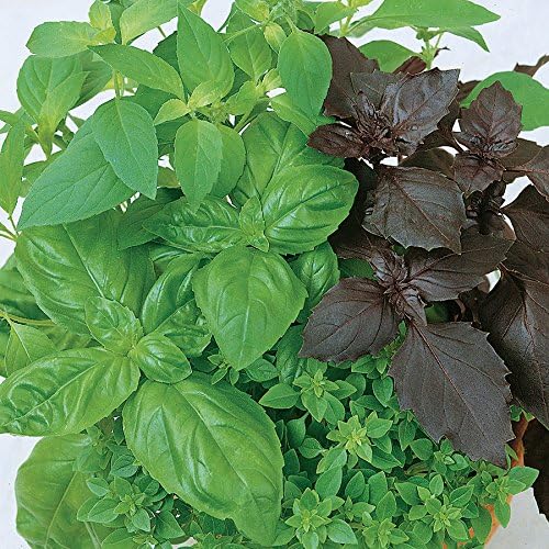 Park Seed Basil Herb Plant Seeds, Easy to Grow, Variety of Colors, Spring Garden, Culinary Blend, Pack of 100