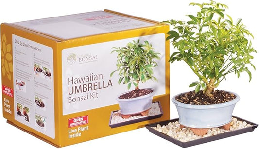Brussel's Live Hawaiian Umbrella Indoor Bonsai Tree Kit - 3 Years, 8 to 10 in - Live Bonsai in Ceramic Bonsai Pot