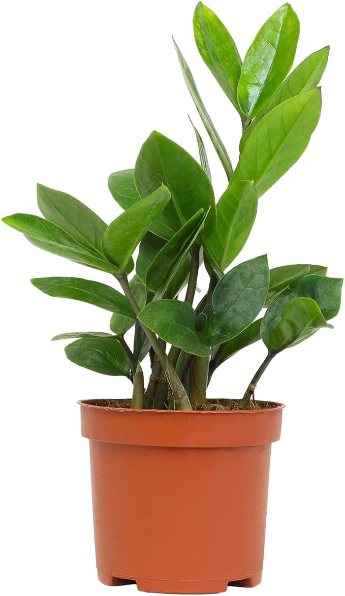3.5" ZZ Plant Zamioculcas Zamiifolia, ZZ Plants Live House Plants Indoors Live House Plants Indoors, Indoor Plants Live, Real Live Plants Indoor Plants Live Houseplants Live Indoor by Plants for Pets