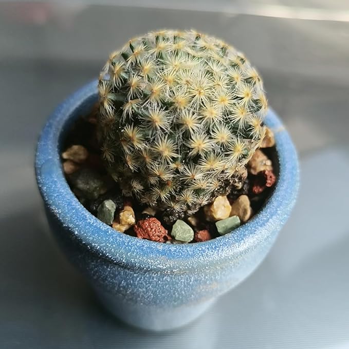 Succulent Cactus Soil Potting Mix Horticultural Lava Rocks Bonsai Soil for Indoor Plants Drainage Volcanic Rock for Terrarium Gardening Top Dressing 2lb