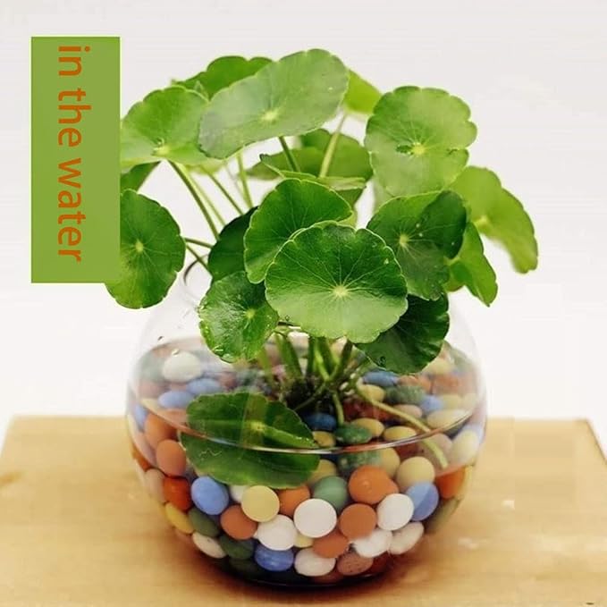 2LBS Clay Pebbles Gardening Ceramsite Orchid Rocks Drainage Water Purification Ceramsite Decor Cultivation Soil Stone Horticultural Grade for Soil Hydroponics Aquaponics