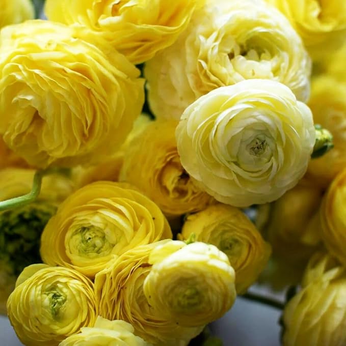 Mixed Peony Ranunculus Bulbs- Persian Buttercup -10 Corms Bulbs Flowering Blooms Perennial Bulbous Root Garden Plant (Yellow)