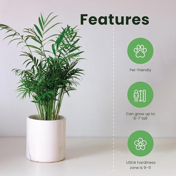 American Plant Exchange Areca Palm 3 Pack Live Plant, 4" Pots, Top Indoor Air Purifiers