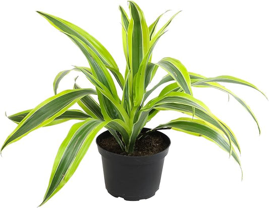 Dragon Tree Easy Plant 6 Inch Plant Pot, Real Plants for Living Room Decor, Office Plant, Low Light House Plants, House Plants Indoors Live Plants Indoor Plants Live Houseplants by Plants for Pets