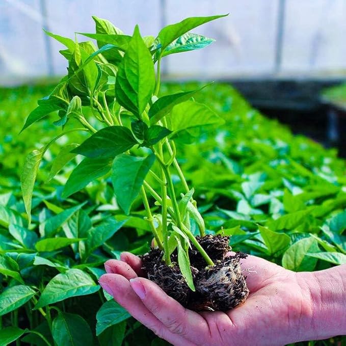 Small Granular Water Crystal for Grow Firm and Smooth Lawn and Keep Garden Plants Thriving (10 Pound)