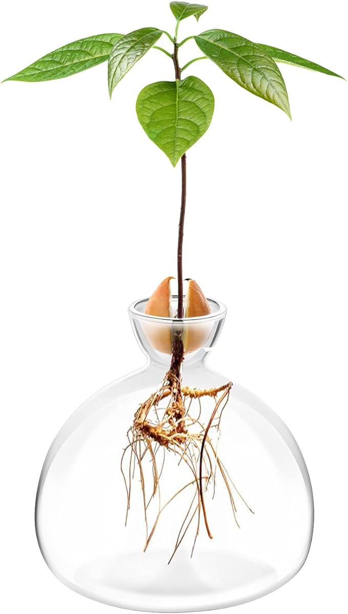 Avocado Seed Starter Planter Vase Pot Avocado Tree Growing Kit Glass Vases Grow Avocado Trees at Home Avocado Tree Growing Kit Unusual Gardening Gifts