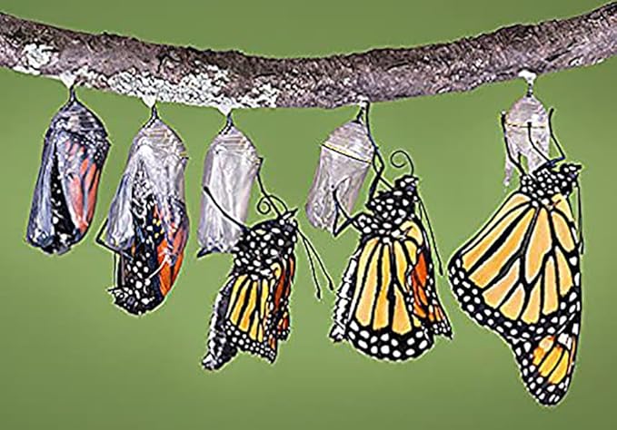 Common Milkweed Seeds - Asclepias syriaca - Attracts Monarch Butterflies