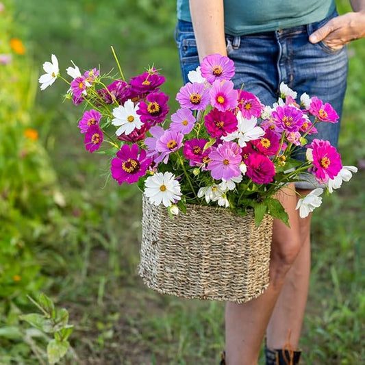 Eden Brothers Purple Rain Flower Mixed Seeds for Planting, 5 lb, 2,400,000+ Seeds with Zinnia Purple Prince & Violet Queen, Cosmos, Attracts Pollinators, Plant in Spring, Zones 3, 4, 5, 6, 7, 8, 9, 10