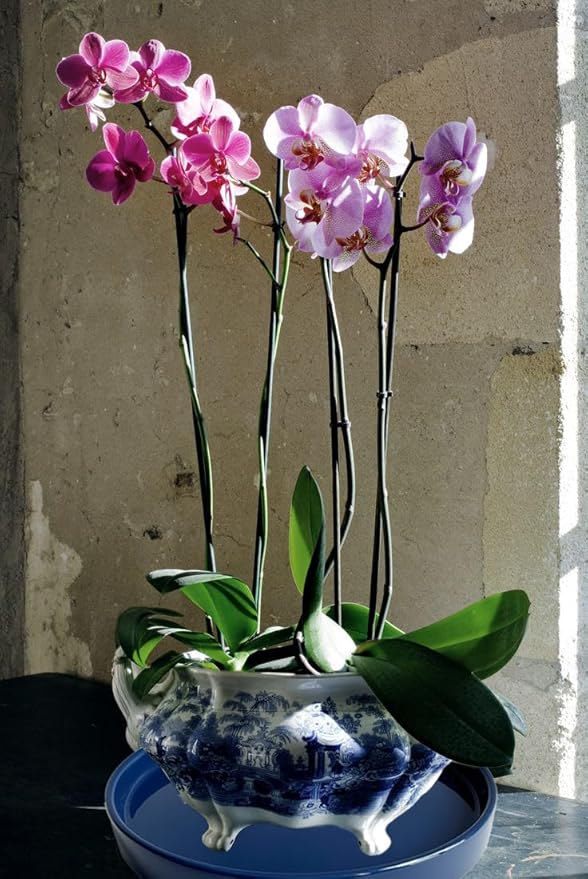 Ceramic Plant Saucer Blue Deep Pot Tray - 1 Pack 15 inch, Planter Saucers Water Drip Trays for Indoors Outdoor, Thick Durable Sturdy Flower Pot Saucers for Glazing Pots Base, More Sizes 3-15 inch