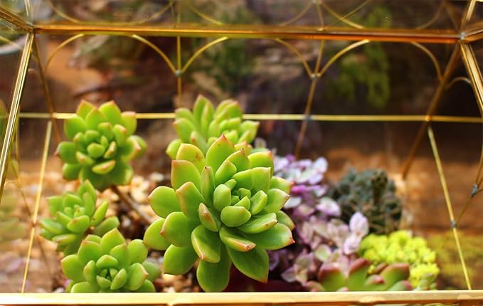 Glass Geometric Plant Terrarium,Succulent & Air Planter for Home Garden Office Decoration (Gold House)