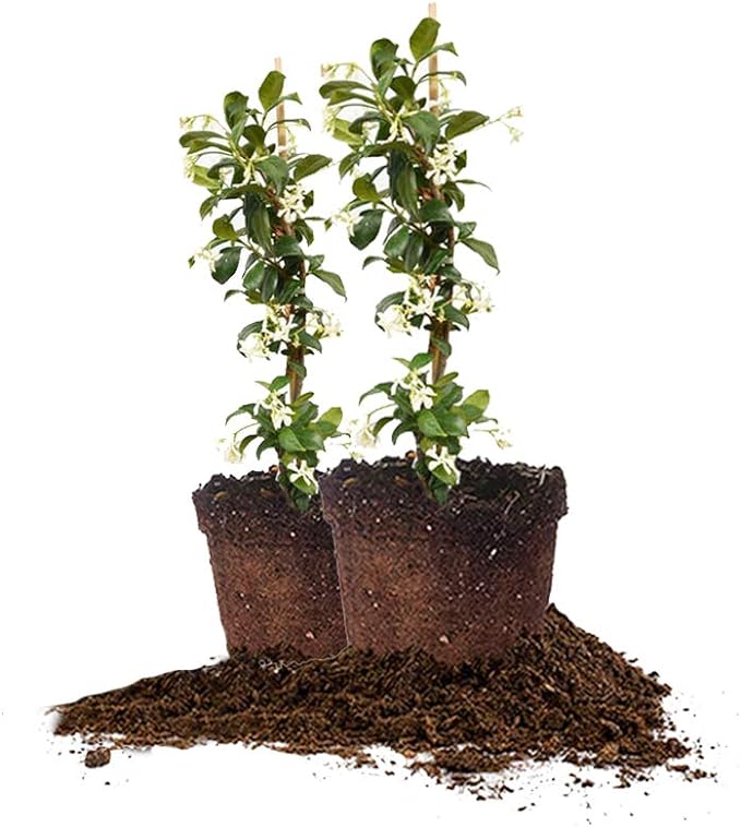 Perfect Plants Confederate Jasmine Live Plant, 1 Gallon Pot - 2 Pack, Includes Care Guide