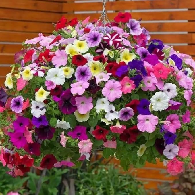 5000+ Petunia Seeds - Mixed Rainbow Color, Bonsai, Grandiflora Flowers, 1500 mg Heirloom Seeds, Flower Seeds, Pollinator Garden, Open Pollinated, Non-GMO, Indoor and Outdoor