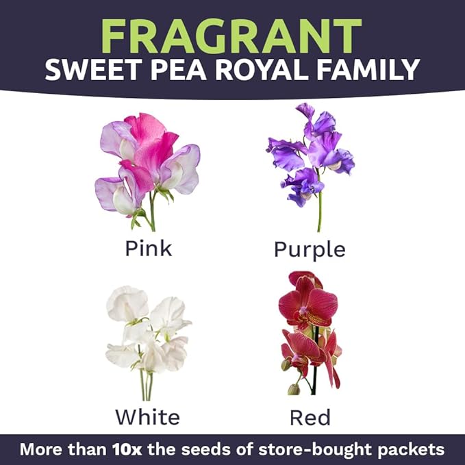Sweet Pea Seeds Royal Mix - Bulk 1/4 Pound Bag - Over 1,400 Seeds - Large Fragrant Lavender, Purple, Red, Pink and White Blooms
