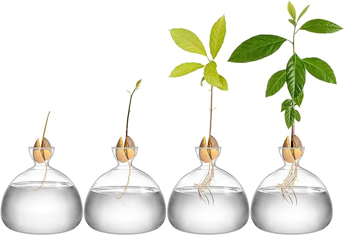 Hiceeden Avocado Seed Starter Vase Planter, Clear Avocado Tree Growing Kit Pot, Medium Avocado Vase Grow Glass Plant Pot Gift for Indoor Outdoor