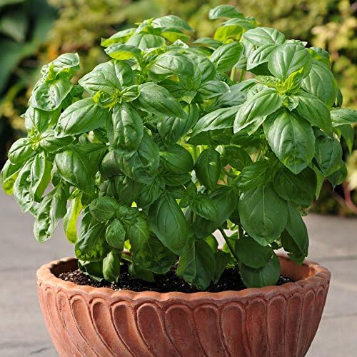 Park Seed Basil Herb Plant Seeds, Easy to Grow, Variety of Colors, Spring Garden, Dolce Fresca, Pack of 100