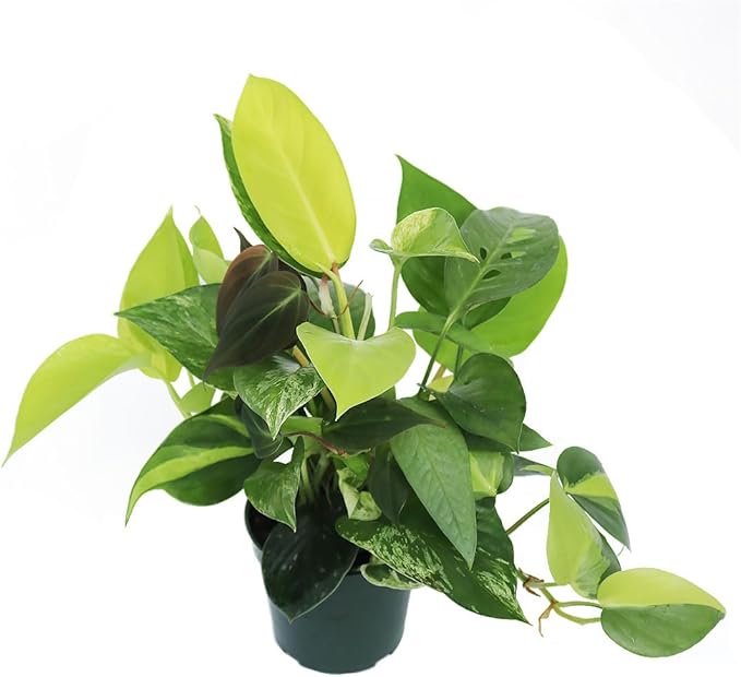 AMERICAN PLANT EXCHANGE Exotic Houseplant Dish Garden, 4-Inch Pot, Assorted Vining Foliage, Live Indoor Plants, Seasonal Selection of Philodendrons, Pothos, Scindapsus and More!