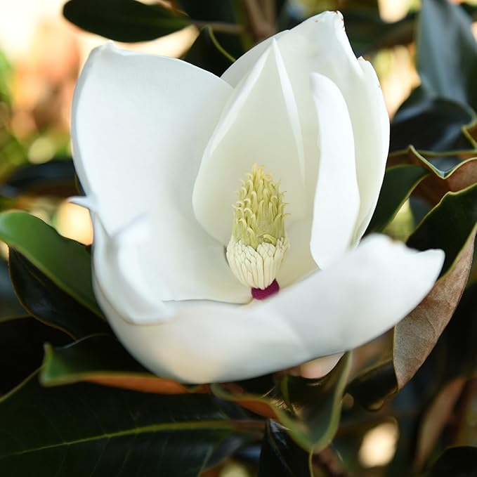Perfect Plants Little Gem Magnolia 1-2ft Tall in Grower's Pot | Massive Fragrant Late Spring Blooms | Low Maintenance Southern Evergreen