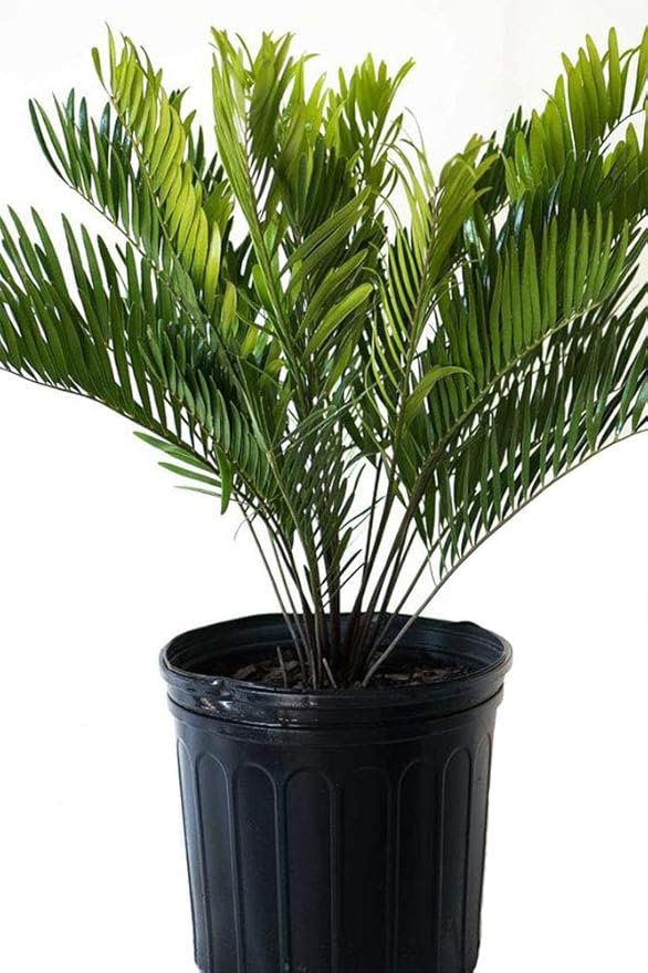 American Plant Exchange Coontie Palm Zamia Pumila Live Plant, 6" Pot, Indoor/Outdoor Air Purifier