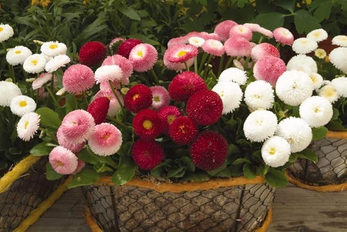 Seeds English Double Daisy Bellis perennis Mix - Perennial Flowers for Planting - GMO Free