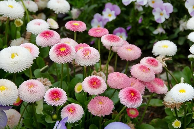 Seeds English Double Daisy Bellis perennis Mix - Perennial Flowers for Planting - GMO Free