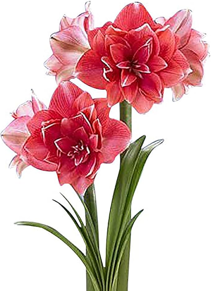 Double Dream Amaryllis - Bare Root Bulb - 28-30 cm - Double Pink Amaryllis
