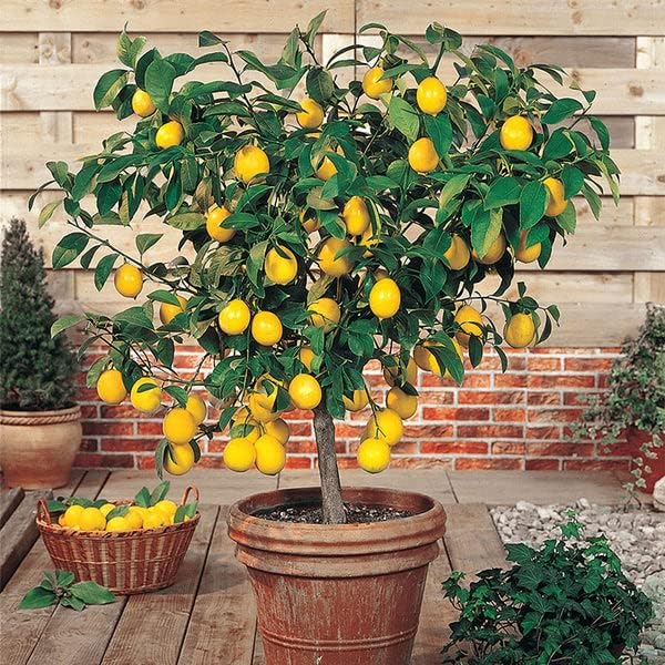 Gardenera's Expert Blend: The Best Soil Mix for Growing Lemon Trees [10 Quart Bag]