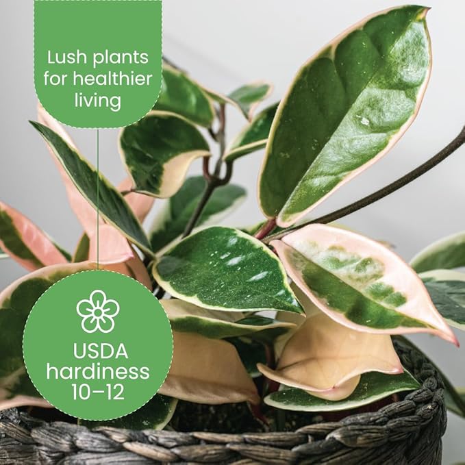 American Plant Exchange Live Assorted Hoya Carnosa Plant, Wax Plant, Plant Pot for Home and Garden Decor, 6" Pot