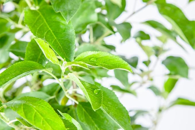 Anna Apple Tree - Size: 5-6 ft, Live Plant, Includes Special Blend Fertilizer & Planting Guide