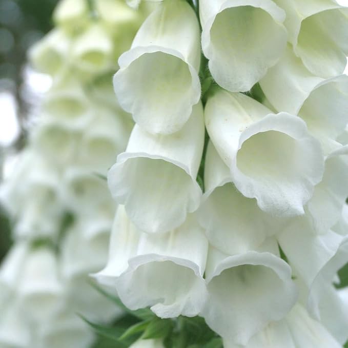 Outsidepride 5000 Seeds Biennial Digitalis Foxglove White Flower Seeds for Planting