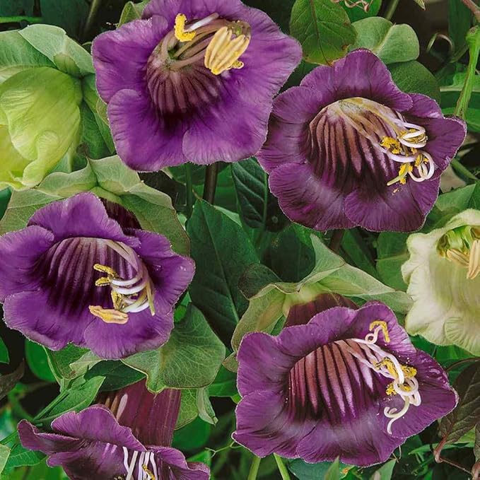 Outsidepride 200 Seeds Perennial Violet Cobaea Cup & Saucer Vine Flower Seeds for Planting