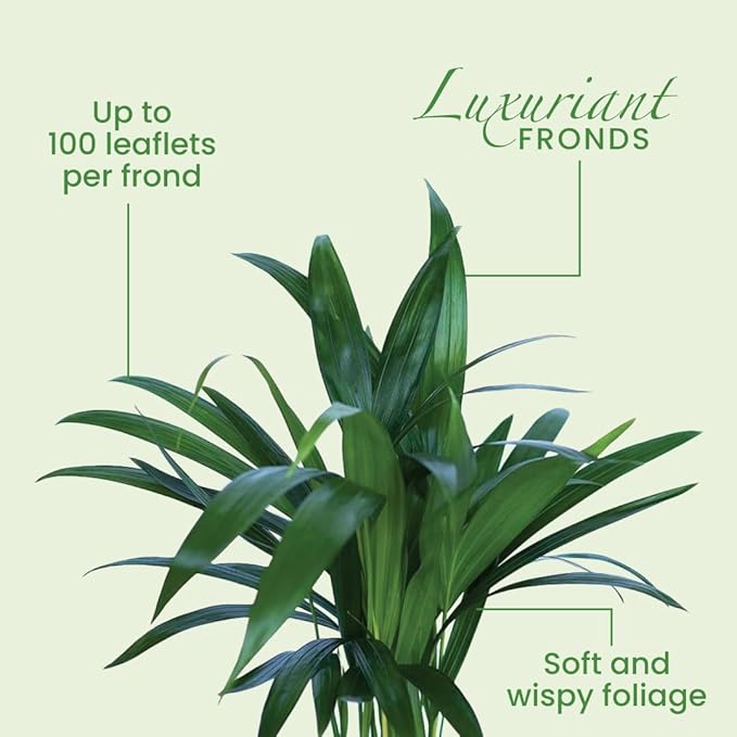 American Plant Exchange Areca Palm 3 Pack Live Plant, 4" Pots, Top Indoor Air Purifiers