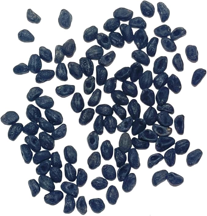 Seed Needs, Cardinal Climber Seeds - 100 Heirloom Seeds for Planting Ipomea Quamoclit - Open Pollinated & Untreated, Attracts Pollinators (1 Pack)