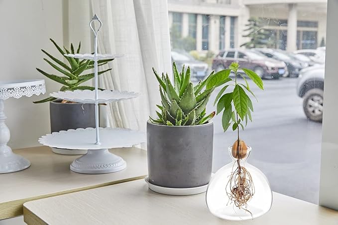 Avocado Seed Starter Planter Vase Pot Avocado Tree Growing Kit Glass Vases Grow Avocado Trees at Home Avocado Tree Growing Kit Unusual Gardening Gifts