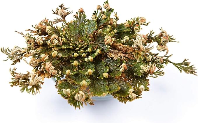 Incense Garden Rose of Jericho Flower The Resurrection Plant (6 Roses)