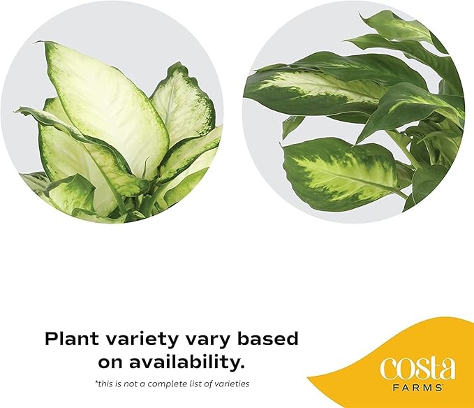 Costa Farms Dieffenbachia, Live Indoor Plant in Thank You Gift Wrap Planter, Potted Houseplant in Potting Soil Mix, Housewarming, Birthday Gift, 12-14 Inches Tall