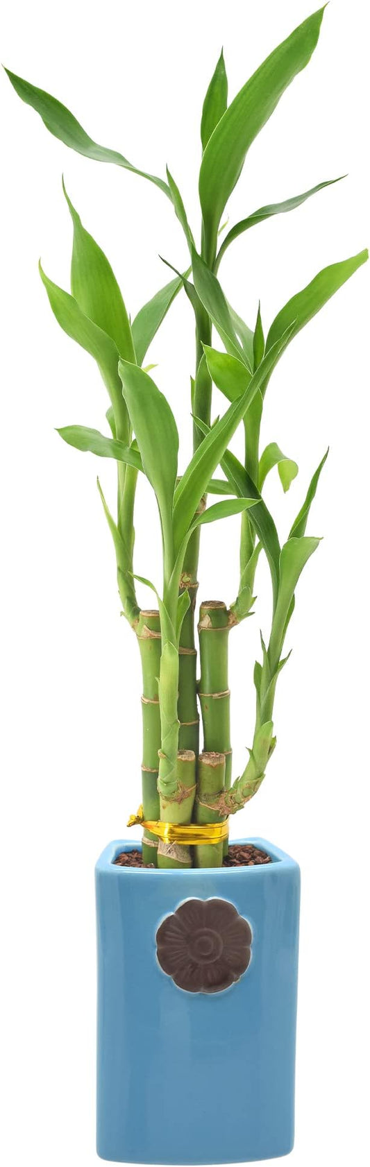 Arcadia Garden Products 5-Stem Lucky Bamboo, Live Indoor Plant in Contour II Ceramic Planter for Home, Work, or Gift, Blue ***Cannot Ship to Hawaii***