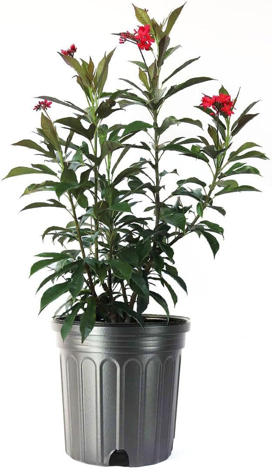 AMERICAN PLANT EXCHANGE Jatropha Bush, Red Flowering Privacy Hedge, 10-Inch Pot, Attracts Pollinators, Tropical Evergreen Shrub, Live Plant for Home Landscape & Garden