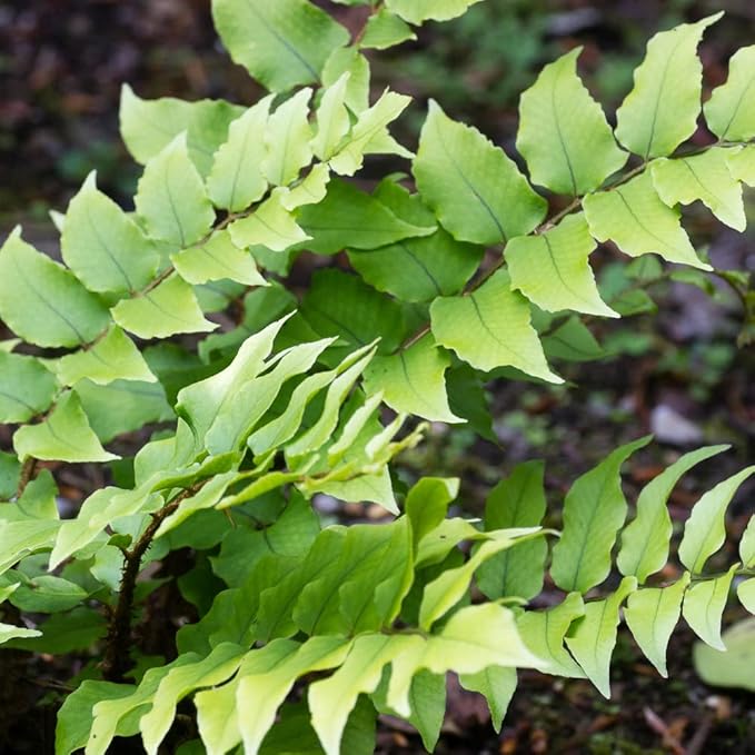 Holly Fern Plants Live Houseplants, Ferns Live Plants Indoor Plants Live Houseplants, Live Fern Plant Low Light House Plants Indoors Live Outdoor Plants and Flowers, House Plant by Plants for Pets